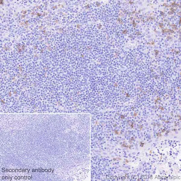 Immunohistochemistry (Formalin/PFA-fixed paraffin-embedded sections) - Anti-FCRL4 antibody [EPR21961] - BSA and Azide free (AB239754)