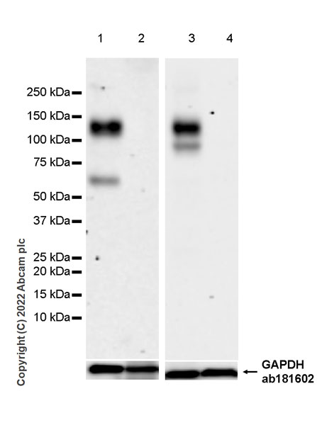 Western blot - Anti-FCRL5 antibody [EPR27365-87] (AB307730)