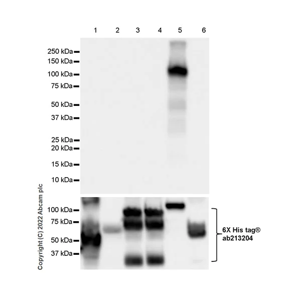 Western blot - Anti-FCRL5 antibody [EPR27365-87] - BSA and Azide free (AB307731)