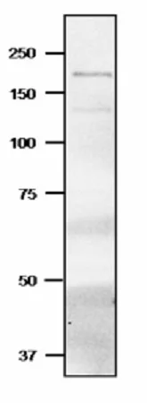 Western blot - Anti-Fd-GOGAT antibody (AB243182)