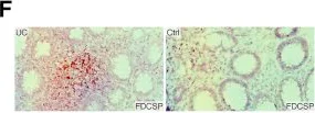 Immunohistochemistry - Anti-FDCSP antibody (AB121420)