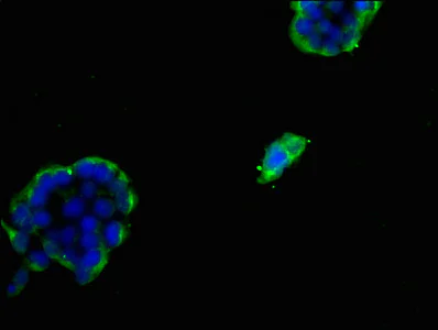 Immunocytochemistry/ Immunofluorescence - Anti-FDFT1 antibody (AB236666)