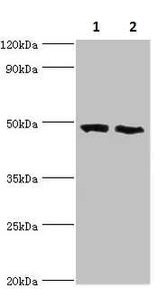 Western blot - Anti-FDFT1 antibody (AB236666)