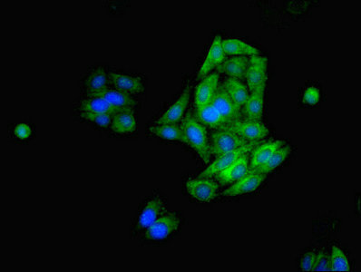 Immunocytochemistry/ Immunofluorescence - Anti-FDFT1 antibody (AB236675)