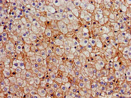 Immunohistochemistry (Formalin/PFA-fixed paraffin-embedded sections) - Anti-FDFT1 antibody (AB236675)
