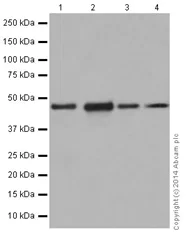 Western blot - Anti-FDFT1 antibody [EPR16481] (AB195046)