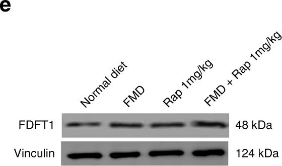 Western blot - Anti-FDFT1 antibody [EPR16481] (AB195046)