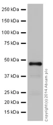 Western blot - Anti-FDFT1 antibody [EPR16481] (AB195046)