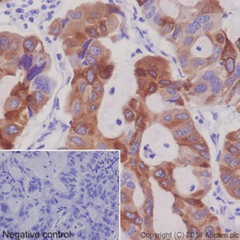 Immunohistochemistry (Formalin/PFA-fixed paraffin-embedded sections) - Anti-FDFT1 antibody [EPR16481] - BSA and Azide free (AB232552), expandable thumbnail