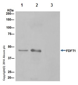 Immunoprecipitation - Anti-FDFT1 antibody [EPR16481] - BSA and Azide free (AB232552), expandable thumbnail