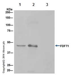 Immunoprecipitation - Anti-FDFT1 antibody [EPR16481] - BSA and Azide free (AB232552)