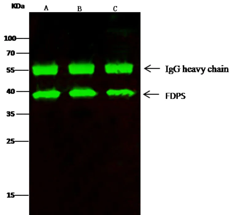 Immunoprecipitation - Anti-FDPS/FPS antibody [005] (AB277132)