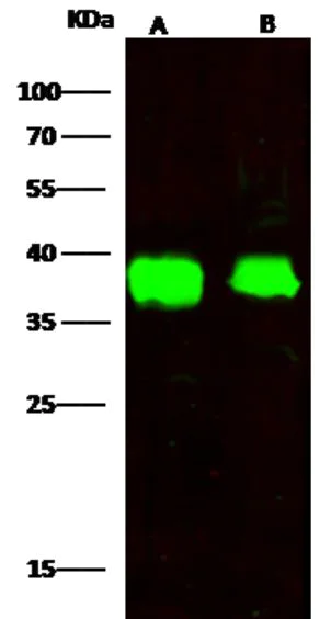 Western blot - Anti-FDPS/FPS antibody [005] (AB277132)