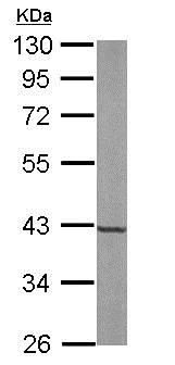 Western blot - Anti-FDPS/FPS antibody (AB153805)