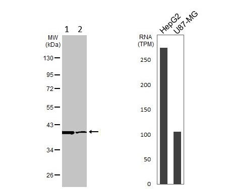 Western blot - Anti-FDPS/FPS antibody (AB153805)