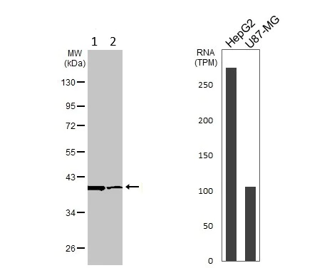 Western blot - Anti-FDPS/FPS antibody (AB153805)