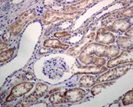 Immunohistochemistry (Formalin/PFA-fixed paraffin-embedded sections) - Anti-FDPS/FPS antibody [EPR4628] (AB109007)