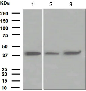 Western blot - Anti-FDPS/FPS antibody [EPR4628] (AB109007)