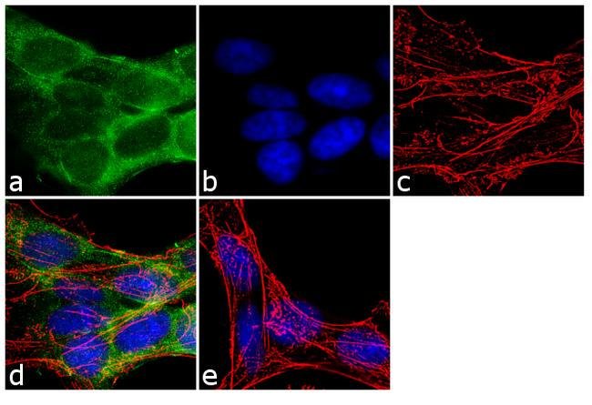 Immunocytochemistry/ Immunofluorescence - Anti-FE65 antibody (AB5668)