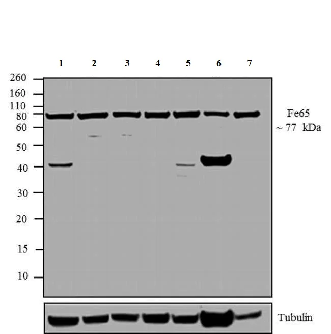 Western blot - Anti-FE65 antibody (AB5668)