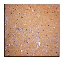 Immunohistochemistry (Formalin/PFA-fixed paraffin-embedded sections) - Anti-FE65 antibody [EPR3538] (AB91650), expandable thumbnail