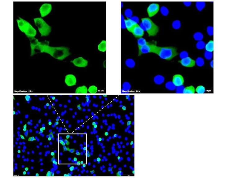 Immunocytochemistry/ Immunofluorescence - Anti-Feline Calicivirus antibody [8B4] (AB313999)