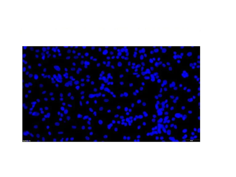 Immunocytochemistry/ Immunofluorescence - Anti-Feline Calicivirus antibody [8B4] (AB313999)
