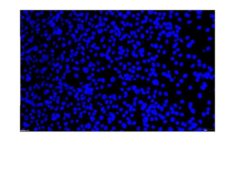 Immunocytochemistry/ Immunofluorescence - Anti-Feline Calicivirus antibody [8B4] (AB313999)