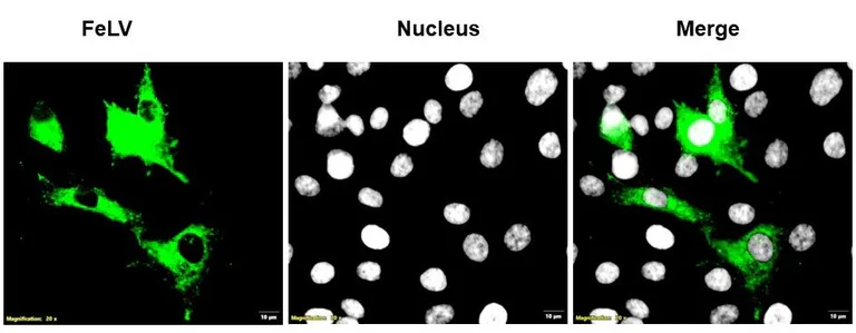 Immunocytochemistry/ Immunofluorescence - Anti-FeLV antibody [CM1] (AB325985)