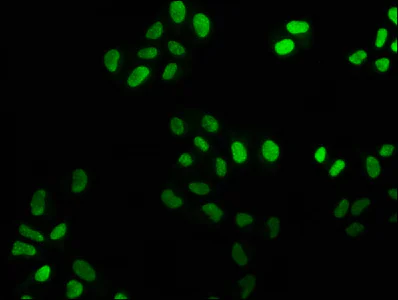 Immunocytochemistry/ Immunofluorescence - Anti-FEN1 antibody [4D9] (AB314001)