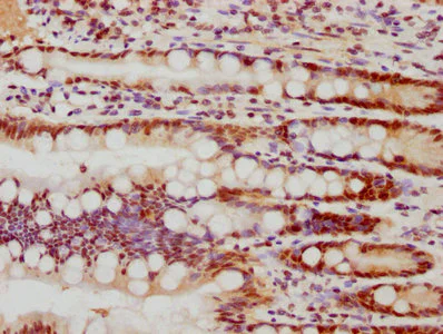 Immunohistochemistry (Formalin/PFA-fixed paraffin-embedded sections) - Anti-FEN1 antibody [4D9] (AB314001)