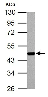Western blot - Anti-FEN1 antibody (AB153825)