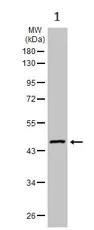 Western blot - Anti-FEN1 antibody (AB153825)