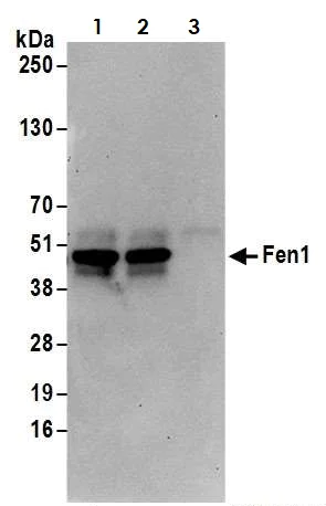 Immunoprecipitation - Anti-FEN1 antibody (AB17994)