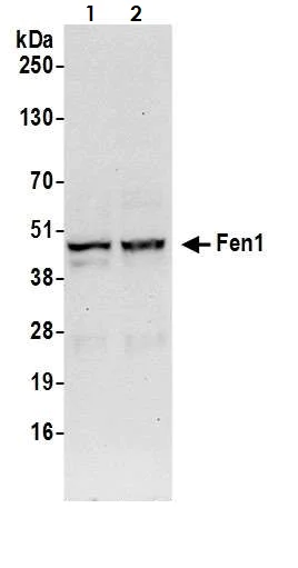 Western blot - Anti-FEN1 antibody (AB17994)