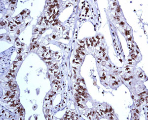 Immunohistochemistry (Formalin/PFA-fixed paraffin-embedded sections) - Anti-FEN1 antibody [EPR4459(2)] (AB133311)