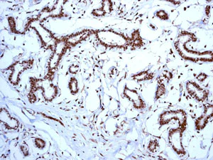 Immunohistochemistry (Formalin/PFA-fixed paraffin-embedded sections) - Anti-FEN1 antibody [EPR4459(2)] (AB133311)