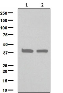 Western blot - Anti-FEN1 antibody [EPR4459(2)] - BSA and Azide free (AB248464), expandable thumbnail