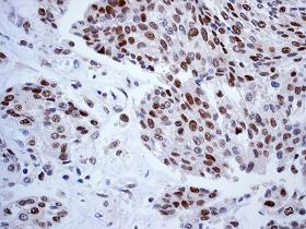 Immunohistochemistry (Formalin/PFA-fixed paraffin-embedded sections) - Anti-FEN1 antibody [EPR4460(2)] (AB109132)