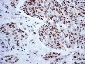 Immunohistochemistry (Formalin/PFA-fixed paraffin-embedded sections) - Anti-FEN1 antibody [EPR4460(2)] (AB109132)
