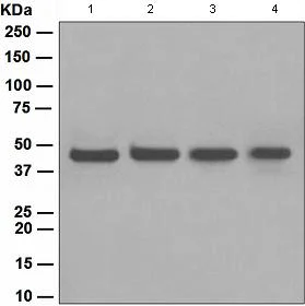 Western blot - Anti-FEN1 antibody [EPR4460(2)] (AB109132)