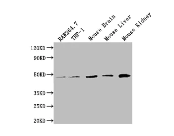 Western blot - Anti-FENS1/WDFY1 Antibody (AB316954)