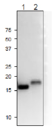 Western blot - Anti-Ferredoxin-2, chloroplastic antibody (AB243180), expandable thumbnail