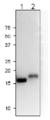 Western blot - Anti-Ferredoxin-2, chloroplastic antibody (AB243180)