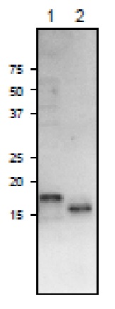 Western blot - Anti-Ferredoxin-3/FDX3 antibody (AB243184), expandable thumbnail