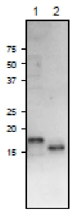 Western blot - Anti-Ferredoxin-3/FDX3 antibody (AB243184)