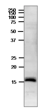 Western blot - Anti-Ferredoxin-3/FDX3 antibody (AB243184)