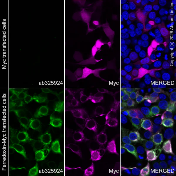 Immunocytochemistry/ Immunofluorescence - Anti-Ferredoxin, apicoplast antibody [EPR31001-512R] (AB325924)