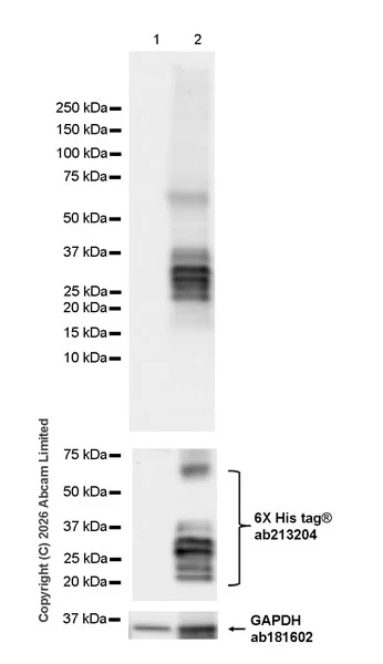 Western blot - Anti-Ferredoxin, apicoplast antibody [EPR31001-512R] (AB325924)