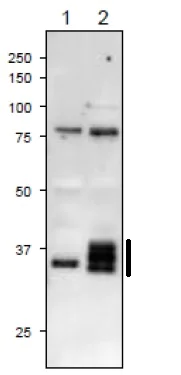 Western blot - Anti-Ferredoxin--NADP reductase, apicoplast antibody (AB243175)